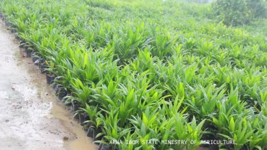 Akwa Ibom flags oil palm seedlings distribution