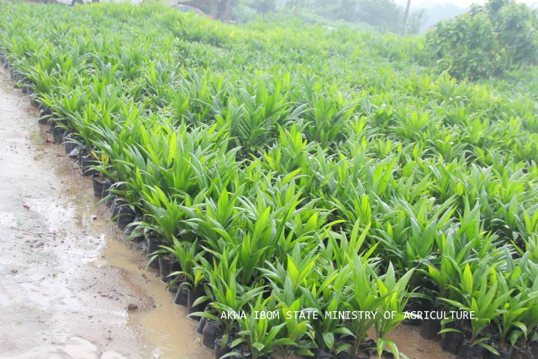 Akwa Ibom flags oil palm seedlings distribution