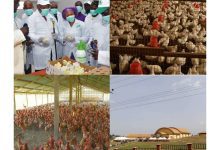 Resuscitating Akwa Prime Hatchery: A call to further revive Umo Eno’s agricultural vision 5 Resuscitating Akwa Prime Hatchery: A call to further revive Umo Eno’s agricultural vision