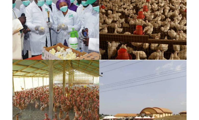 Resuscitating Akwa Prime Hatchery: A call to further revive Umo Eno’s agricultural vision 1 Resuscitating Akwa Prime Hatchery: A call to further revive Umo Eno’s agricultural vision