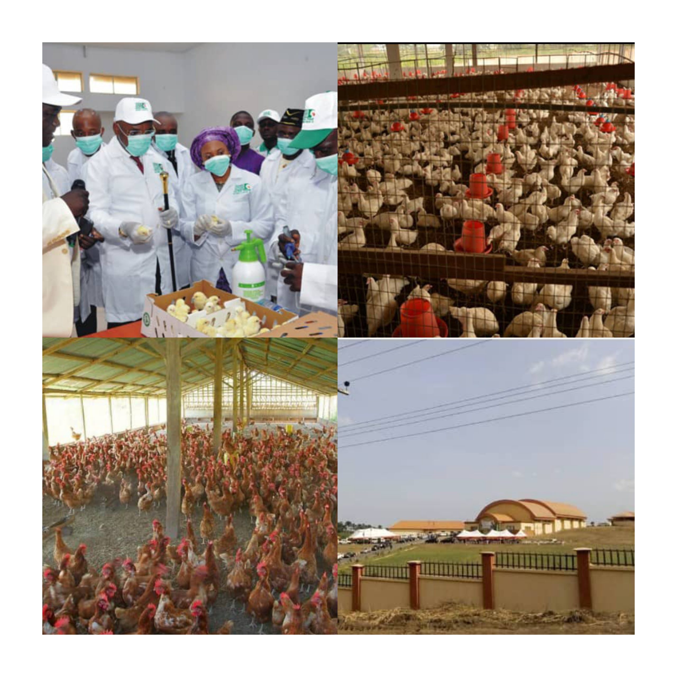 Resuscitating Akwa Prime Hatchery: A call to further revive Umo Eno’s agricultural vision
